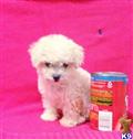 Maltipoo